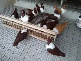 Prodám Mor.pštrosy