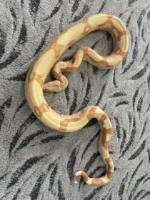 Hroznýš královský Sunglow