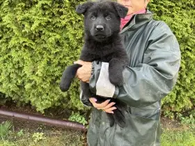 Německý ovčák štěńata