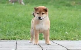 Shiba inu s PP