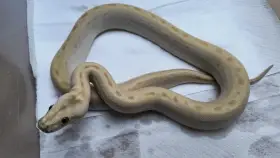 Krajta tmavá Python bivittatus