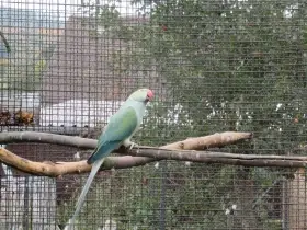 Alexandr malý mutace.