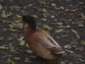 Kachny orpingtonské