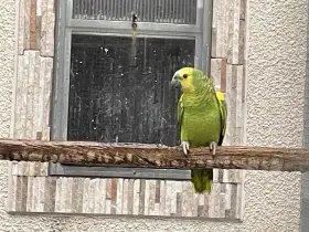 Amazoňan modročelý xanthopteryx