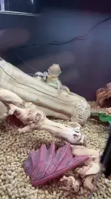 Červený hypo vousatý drak, kompletní funkční nastavení