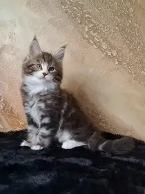 Mainský mývalí kocourek s PP