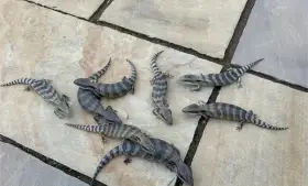 Mláďata australského východního scinka katarálního jazyka ovcí