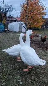 Prodám pár hus českých