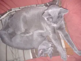 Ruský modrý kocourek