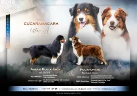 Australský ovčák s PP - štěňata Black Tri /Trikolor