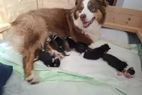 Pocahontas s vrhem A