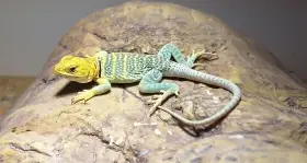 Crotaphytus collaris Auriceps