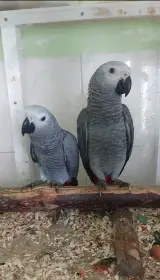 Prodám Žaka velkého