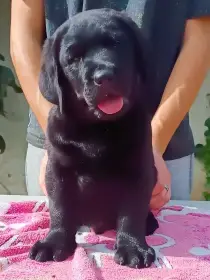 Dva černí kluci s PP