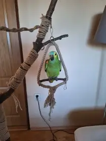 Prodám amazoňana modročeleho