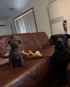 Zdravá štěňata amerického standfordského bulteriéra.