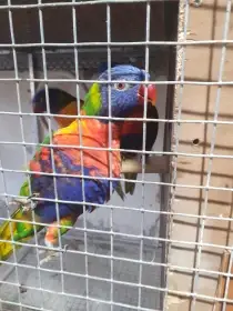 Burza Teplice prodej amazonanů, alexandra čínského lori