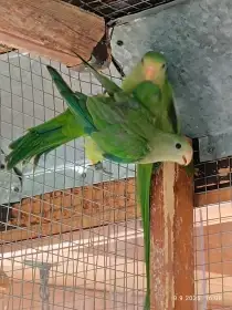 Papoušek nádherný -samice