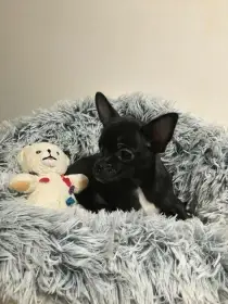 Poradám pejska čivavy