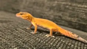 Nabízíme k prodeji 10 mláďat gekončika nočního