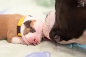 Americký stafordširský teriér s PP