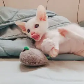 Bílý Orientální kocourek k rezervaci