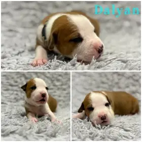 Americký stafordšírský teriér