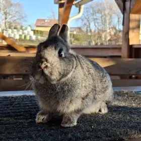 Zakrslý činčilový Zči 3 samec