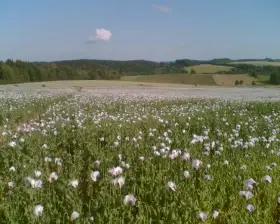 Hledám fajn parťačku