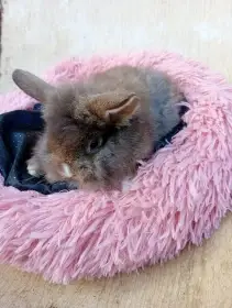 Havana divoká s bilou