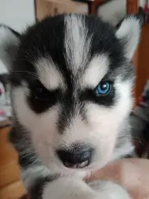 Štěňata sibiřský husky