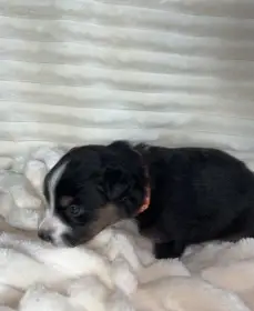 Australský ovčák s PP - štěňata Black Tri /Trikolor