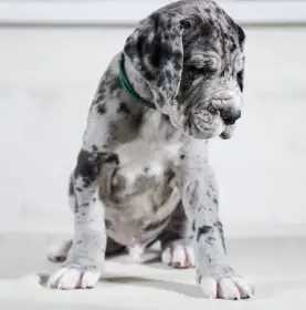 Německá doga - štěňata s PP