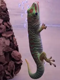 Prodám samici felsuma grandis