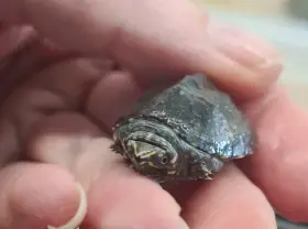 Klapavka obecná (Sternotherus odoratus)