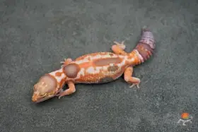 Mutace gekončíků afrických (Hemitheconyx caudicinctus)