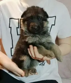 Německý ovčák - štěňátka s PP