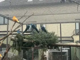 Barnard límcový modrý