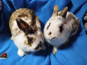 Nabízím zakrslé králíčky- hladké stáří 7 měsíců