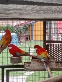 Prodám roselu gold gold opalin