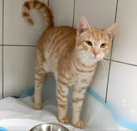 Kocourek Bidon hledá nový domov