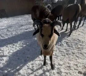 Nabízím kamerunské beránky