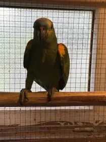 Amazoňan modročelý