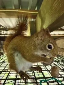 Prodám čikari červeny