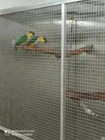 Prodám amazónek černotemenný 3,2