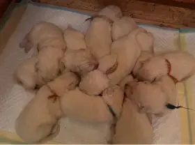 Slovenský čuvač - štěňátka s PP