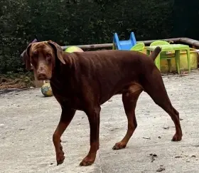 Krytí – dobrman bez PP