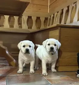 Labradorský retrívr s PP