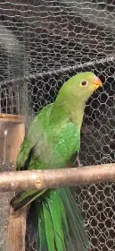 Prodám letošní mládě samec Papoušek Královský