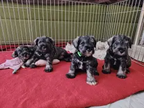 Prodám kluky knírače PS